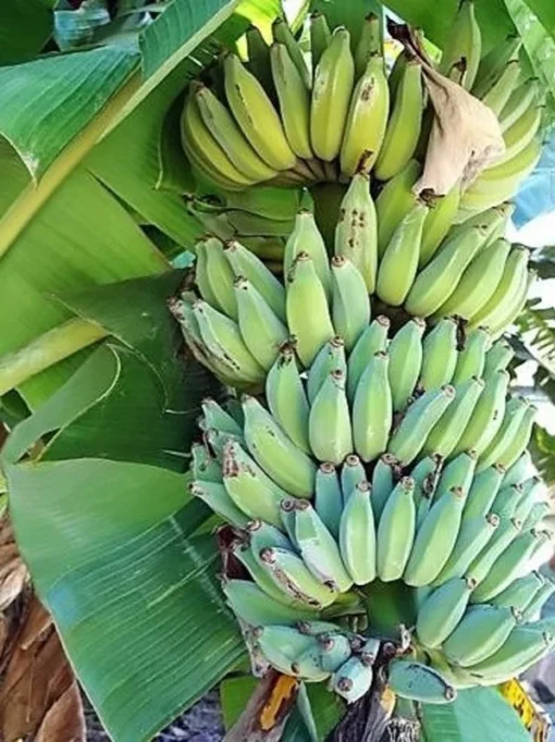 Dwarf Banana Tree - Namwah Banana Plant - Dwarf Banana Plant Live - Live Banana Fruit Plant - Pisang Awak COLD HARDY Live Banana Plant