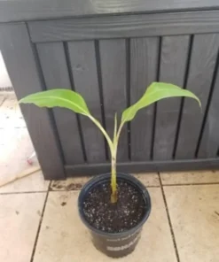 Dwarf Banana Tree - Namwah Banana Plant - Dwarf Banana Plant Live - Live Banana Fruit Plant - Pisang Awak COLD HARDY Live Banana Plant