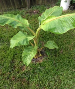 Dwarf Banana Tree - Namwah Banana Plant - Dwarf Banana Plant Live - Live Banana Fruit Plant - Pisang Awak COLD HARDY Live Banana Plant