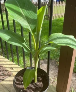 Dwarf Banana Tree - Namwah Banana Plant - Dwarf Banana Plant Live - Live Banana Fruit Plant - Pisang Awak COLD HARDY Live Banana Plant