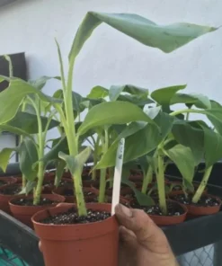 Dwarf Banana Tree - Namwah Banana Plant - Dwarf Banana Plant Live - Live Banana Fruit Plant - Pisang Awak COLD HARDY Live Banana Plant