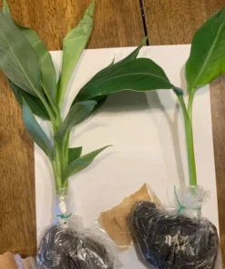 Dwarf Banana Tree - Namwah Banana Plant - Dwarf Banana Plant Live - Live Banana Fruit Plant - Pisang Awak COLD HARDY Live Banana Plant