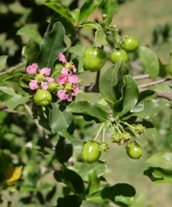 Dwarf Barbados Cherry Malpighia Emarginata