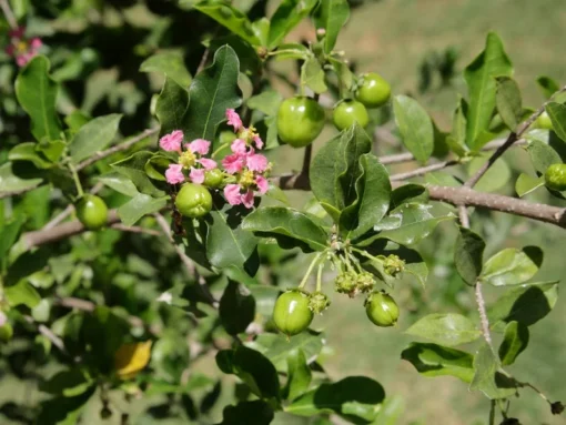 Dwarf Barbados Cherry Malpighia Emarginata