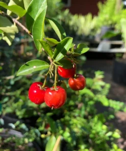 Dwarf Barbados Cherry Malpighia Emarginata