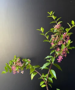 Dwarf Barbados Cherry Malpighia Emarginata