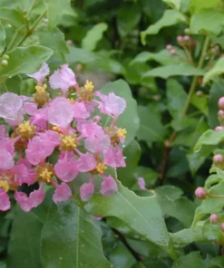 Dwarf Barbados Cherry Malpighia Emarginata