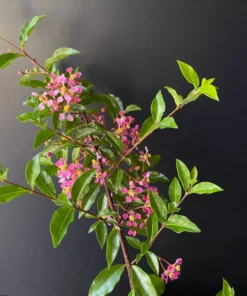 Dwarf Barbados Cherry Malpighia Emarginata
