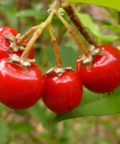 Dwarf Barbados Cherry Malpighia Emarginata