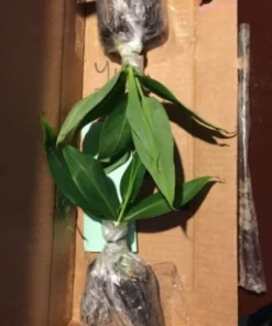 Dwarf Cavendish Banana Plant - Dwarf Banana Tree - Musa Dwarf Cavendish Banana Plant - Live Banana Fruit Plant - 4-6 Inch Fruit Tree
