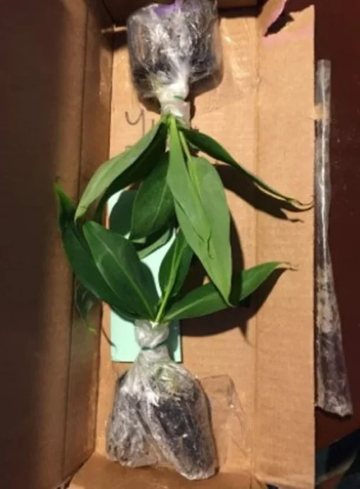 Dwarf Cavendish Banana Plant - Dwarf Banana Tree - Musa Dwarf Cavendish Banana Plant - Live Banana Fruit Plant - 4-6 Inch Fruit Tree