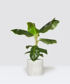 Dwarf Cavendish Banana Plant - Dwarf Banana Tree - Musa Dwarf Cavendish Banana Plant - Live Banana Fruit Plant - 4-6 Inch Fruit Tree