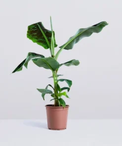 Dwarf Cavendish Banana Plant - Dwarf Banana Tree - Musa Dwarf Cavendish Banana Plant - Live Banana Fruit Plant - 4-6 Inch Fruit Tree