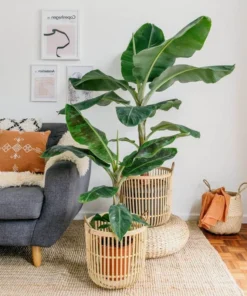 Dwarf Cavendish Banana Plant - Dwarf Banana Tree - Musa Dwarf Cavendish Banana Plant - Live Banana Fruit Plant - 4-6 Inch Fruit Tree