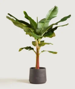 Dwarf Cavendish Banana Plant - Dwarf Banana Tree - Musa Dwarf Cavendish Banana Plant - Live Banana Fruit Plant - 4-6 Inch Fruit Tree