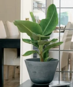 Dwarf Cavendish Banana Plant - Dwarf Banana Tree - Musa Dwarf Cavendish Banana Plant - Live Banana Fruit Plant - 4-6 Inch Fruit Tree