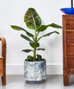 Dwarf Cavendish Banana Plant - Dwarf Banana Tree - Musa Dwarf Cavendish Banana Plant - Live Banana Fruit Plant - 4-6 Inch Fruit Tree