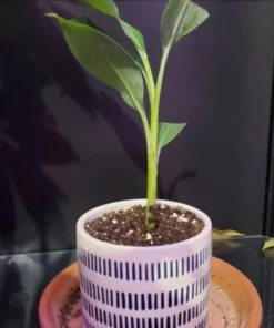 Dwarf Cavendish Banana Plant - Dwarf Banana Tree - Musa Dwarf Cavendish Banana Plant - Live Banana Fruit Plant - 4-6 Inch Fruit Tree