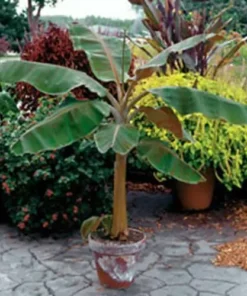 Dwarf Cavendish Banana Tree - Musa Live Plant - Edible Fruit Tree - Green Foliage