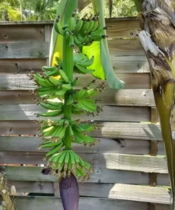 Dwarf Cavendish Banana Tree - Musa Live Plant - Edible Fruit Tree - Green Foliage
