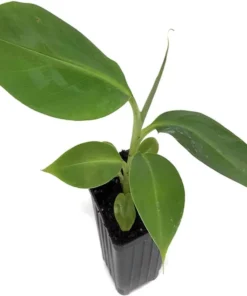 Dwarf Orinoco Banana Plant - Dwarf Banana Tree - Hardy Musa Dwarf Orinoco Banana Plant - Live Banana Fruit Plant - Starter Fruit Tree
