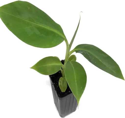 Dwarf Orinoco Banana Plant - Dwarf Banana Tree - Hardy Musa Dwarf Orinoco Banana Plant - Live Banana Fruit Plant - Starter Fruit Tree