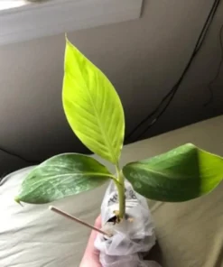 Dwarf Orinoco Banana Plant - Dwarf Banana Tree - Hardy Musa Dwarf Orinoco Banana Plant - Live Banana Fruit Plant - Starter Fruit Tree