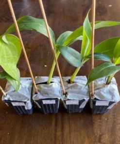 Dwarf Orinoco Banana Plant - Dwarf Banana Tree - Hardy Musa Dwarf Orinoco Banana Plant - Live Banana Fruit Plant - Starter Fruit Tree