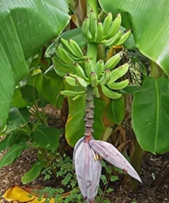 Dwarf Orinoco Banana Plant - Dwarf Banana Tree - Hardy Musa Dwarf Orinoco Banana Plant - Live Banana Fruit Plant - Starter Fruit Tree