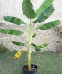 Dwarf Orinoco Banana Plant - Dwarf Banana Tree - Hardy Musa Dwarf Orinoco Banana Plant - Live Banana Fruit Plant - Starter Fruit Tree