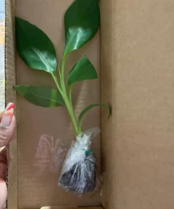 Dwarf Orinoco Banana Plant - Dwarf Banana Tree - Hardy Musa Dwarf Orinoco Banana Plant - Live Banana Fruit Plant - Starter Fruit Tree