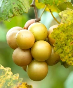 Early Fry Muscadine Grape Vine - 2 Bare Root Live Plants - 2 Year Old - 1-2ft Tall