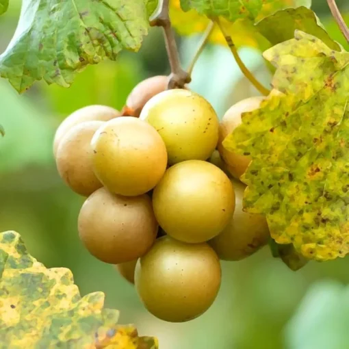 Early Fry Muscadine Grape Vine - 2 Bare Root Live Plants - 2 Year Old - 1-2ft Tall