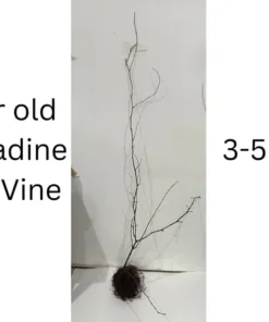 Early Fry Muscadine Grape Vine - 2 Bare Root Live Plants - 2 Year Old - 1-2ft Tall