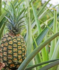 Elite Gold Pineapple Plant - Tropical Fruit Tree - Grow Your Own Pineapple