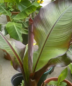 Ensete Maurelii Red Abyssinian Banana Plant - Tropical Accent