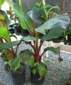 Ensete Maurelii Red Abyssinian Banana Plant - Tropical Accent