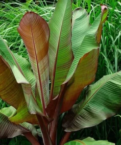Ensete Maurelii Red Abyssinian Banana Plant - Tropical Accent
