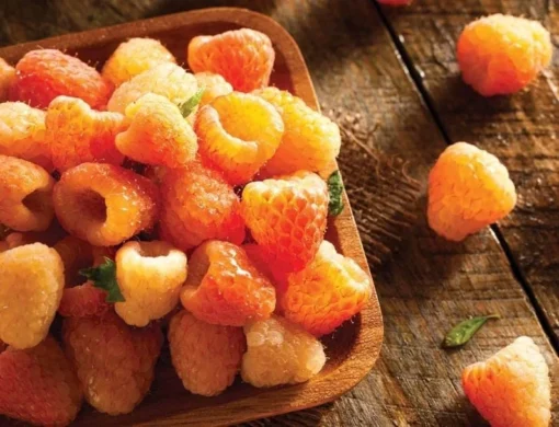 Everbearing Raspberry - Fallgold Raspberry Plant - Rubus Idaeus - Yellow Raspberry - Raspberry Plants Live For Planting - Raspberry Bush