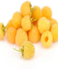 Everbearing Raspberry - Fallgold Raspberry Plant - Rubus Idaeus - Yellow Raspberry - Raspberry Plants Live For Planting - Raspberry Bush