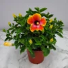 Exotic Hawaiian Sunset Hibiscus Plant - 2 Starter Live Plants 5 inch Tall - FIESTA HIBISCUS FLOWER PLANT - Multicolor Tropical