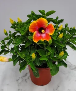 Exotic Hawaiian Sunset Hibiscus Plant - 2 Starter Live Plants 5 inch Tall - FIESTA HIBISCUS FLOWER PLANT - Multicolor Tropical