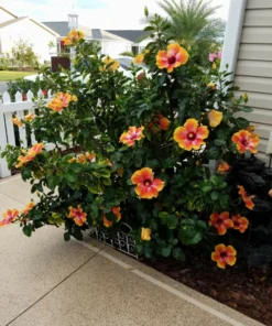 Exotic Hawaiian Sunset Hibiscus Plant - 2 Starter Live Plants 5 inch Tall - FIESTA HIBISCUS FLOWER PLANT - Multicolor Tropical