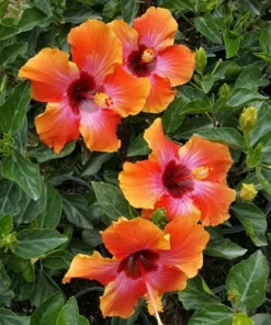 Exotic Hawaiian Sunset Hibiscus Plant - 2 Starter Live Plants 5 inch Tall - FIESTA HIBISCUS FLOWER PLANT - Multicolor Tropical