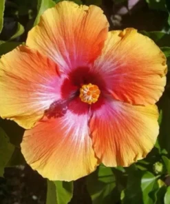 Exotic Hawaiian Sunset Hibiscus Plant - 2 Starter Live Plants 5 inch Tall - FIESTA HIBISCUS FLOWER PLANT - Multicolor Tropical