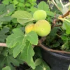 Fig Tree Plant - LSU Gold Fig Tree - Ficus Carica Louisian Gold Fig Tree Live Plant - 4-6 Inch Fig Plant - Fruit Tree Live Plant