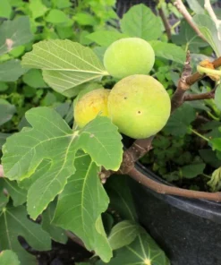 Fig Tree Plant - LSU Gold Fig Tree - Ficus Carica Louisian Gold Fig Tree Live Plant - 4-6 Inch Fig Plant - Fruit Tree Live Plant