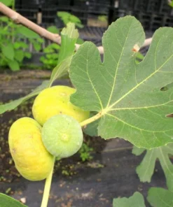 Fig Tree Plant - LSU Gold Fig Tree - Ficus Carica Louisian Gold Fig Tree Live Plant - 4-6 Inch Fig Plant - Fruit Tree Live Plant
