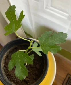 Fig Tree Plant - LSU Gold Fig Tree - Ficus Carica Louisian Gold Fig Tree Live Plant - 4-6 Inch Fig Plant - Fruit Tree Live Plant