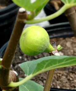 Fig Tree Plant - LSU Gold Fig Tree - Ficus Carica Louisian Gold Fig Tree Live Plant - 4-6 Inch Fig Plant - Fruit Tree Live Plant